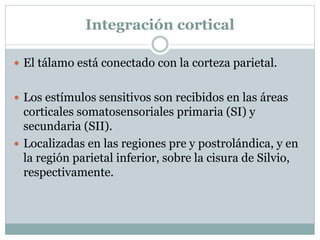 Integración cortical
 El tálamo está conectado con la corteza parietal.
 Los estímulos sensitivos son recibidos en las áreas
corticales somatosensoriales primaria (SI) y
secundaria (SII).
 Localizadas en las regiones pre y postrolándica, y en
la región parietal inferior, sobre la cisura de Silvio,
respectivamente.
 