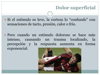 Dolor superficial
 Si el estímulo es leve, la corteza lo “confunde” con
sensaciones de tacto, presión, calor o frío.
 Pero cuando un estímulo doloroso se hace más
intenso, causando un trauma localizado, la
percepción y la respuesta aumenta en forma
exponencial.
 