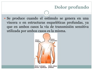 Dolor profundo
 Se produce cuando el estímulo se genera en una
víscera o en estructuras esqueléticas profundas, ya
que en ambos casos la vía de transmisión sensitiva
utilizada por ambos casos es la misma.
 