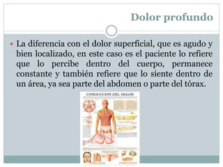 Dolor profundo
 La diferencia con el dolor superficial, que es agudo y
bien localizado, en este caso es el paciente lo refiere
que lo percibe dentro del cuerpo, permanece
constante y también refiere que lo siente dentro de
un área, ya sea parte del abdomen o parte del tórax.
 
