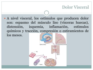 Dolor Visceral
 A nivel visceral, los estímulos que producen dolor
son: espasmo del músculo liso (vísceras huecas),
distensión, isquemia, inflamación, estímulos
químicos y tracción, compresión o estiramientos de
los mesos.
 