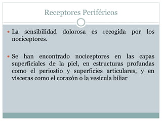Receptores Periféricos
 La sensibilidad dolorosa es recogida por los
nociceptores.
 Se han encontrado nociceptores en las capas
superficiales de la piel, en estructuras profundas
como el periostio y superficies articulares, y en
vísceras como el corazón o la vesícula biliar
 