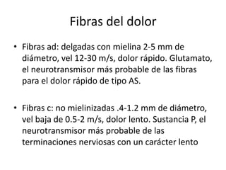 Fibras del dolor
• Fibras ad: delgadas con mielina 2-5 mm de
diámetro, vel 12-30 m/s, dolor rápido. Glutamato,
el neurotransmisor más probable de las fibras
para el dolor rápido de tipo AS.
• Fibras c: no mielinizadas .4-1.2 mm de diámetro,
vel baja de 0.5-2 m/s, dolor lento. Sustancia P, el
neurotransmisor más probable de las
terminaciones nerviosas con un carácter lento
 