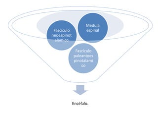Encéfalo.
Fascículo
paleantoes
pinotalami
co
Fascículo
neoespinot
alamico
Medula
espinal
 