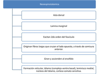 Neoespinotalamica
Asta dorsal
Lamina marginal
Excitan 2do orden del fascículo
Originan fibras largas que cruzan el lado opuesto, a través de comisura
anterior.
Giran y ascienden al encéfalo
Formación reticular, tálamo (complejo ventro basal), leminisco medial,
núcleos del tálamo, corteza somato sensitiva.
 