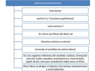 paleoantoespinotalamica
Asta dorsal
Lamina 2 y 3 (sustancia gelatinosa)
entra lamina V
Se reúne con fibras del dolor ad
Atraviesa comisura anterior
Asciende al encéfalo vía antero lateral
Va a las regiones inferiores del encéfalo: núcleos, formación
reticular, bulbo raquídeo, protuberancia, mesencéfalo,
región tectal, zona peri acueductal rodea zona se Silvio.
Otras fibras se dirigen al tálamo a los núcleos intralaminares
y ventrolaterales.
 