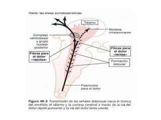 Fisiología: Dolor