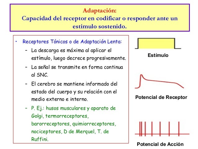 co receptivo de la piel dolor co receptivo de la piel dolor