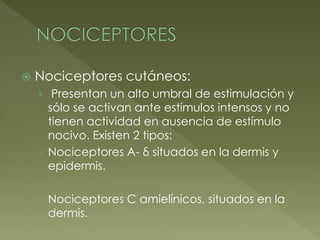  Nociceptores cutáneos:
› Presentan un alto umbral de estimulación y
sólo se activan ante estímulos intensos y no
tienen actividad en ausencia de estímulo
nocivo. Existen 2 tipos:
› Nociceptores A- δ situados en la dermis y
epidermis.
› Nociceptores C amielínicos, situados en la
dermis.
 