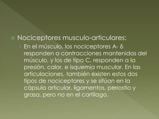  Nociceptores musculo-articulares:
› En el músculo, los nociceptores A- δ
responden a contracciones mantenidas del
músculo, y los de tipo C, responden a la
presión, calor, e isquemia muscular. En las
articulaciones, también existen estos dos
tipos de nociceptores y se sitúan en la
cápsula articular, ligamentos, periostio y
grasa, pero no en el cartílago.
 