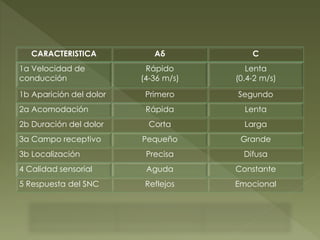 CARACTERISTICA Aδ C
1a Velocidad de
conducción
Rápido
(4-36 m/s)
Lenta
(0.4-2 m/s)
1b Aparición del dolor Primero Segundo
2a Acomodación Rápida Lenta
2b Duración del dolor Corta Larga
3a Campo receptivo Pequeño Grande
3b Localización Precisa Difusa
4 Calidad sensorial Aguda Constante
5 Respuesta del SNC Reflejos Emocional
 