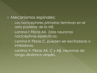  Mecanismos espinales:
› Los nociceptores primarios terminan en el
asta posterior de la ME.
› Lamina I: Fibras Aδ, 2das neuronas
nociceptivas especificas.
› Lamina II: Fibras C, pueden ser excitadoras o
inhibidoras.
› Lamina V: Fibras Aδ, C y Aβ, neuronas de
rango dinámico amplio.
 