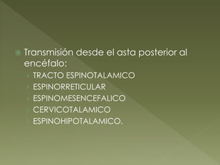  Transmisión desde el asta posterior al
encéfalo:
› TRACTO ESPINOTALAMICO
› ESPINORRETICULAR
› ESPINOMESENCEFALICO
› CERVICOTALAMICO
› ESPINOHIPOTALAMICO.
 