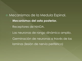  Mecanismos de la Medula Espinal.
› Mecanismos del asta posterior.
› Receptores de NMDA.
› Las neuronas de rango dinámico amplio.
› Germinación de neuronas a través de las
laminas (lesión de nervio periférico)
 