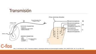 Transmisión
Kelly, D. And Ahmad, M. (2001). Preemptive analgesia I: physiological pathways and pharmacological modalities. CAN J ANESTH 2001 / 48: 10 / pp 1000–1010
 
