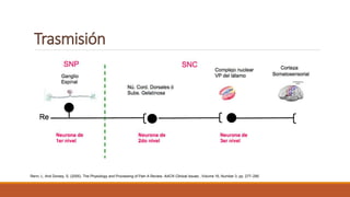 Trasmisión
Renn, L. And Dorsey, S. (2005). The Physiology and Processing of Pain A Review. AACN Clinical Issues , Volume 16, Number 3, pp. 277–290
 