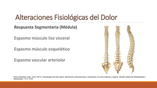 Alteraciones Fisiológicas del Dolor
Respuesta Segmentaria (Médula)
Espasmo músculo liso visceral
Espasmo músculo esquelético
Espasmo vascular arteriolar
Pérez-Castañeda Jorge, Tania. (2012). Fisiopatología del dolor agudo: alteraciones cardiovasculares, respiratorias y de otros sistemas y órganos. Revista Cubana de Anestesiología y
Reanimación, 11(1), 19-26.
 