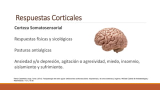 Respuestas Corticales
Corteza Somatosensorial
Respuestas físicas y sicológicas
Posturas antialgicas
Ansiedad y/o depresión, agitación o agresividad, miedo, insomnio,
aislamiento y sufrimiento.
Pérez-Castañeda Jorge, Tania. (2012). Fisiopatología del dolor agudo: alteraciones cardiovasculares, respiratorias y de otros sistemas y órganos. Revista Cubana de Anestesiología y
Reanimación, 11(1), 19-26.
 