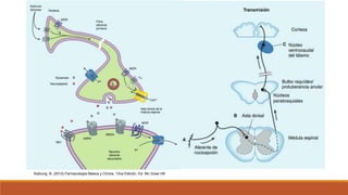 Katzung, B. (2012) Farmacología Básica y Clínica. 12va Edición. Ed. Mc Graw Hill
 