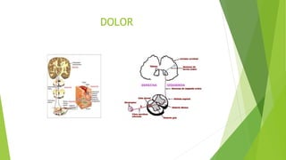 DOLOR
 