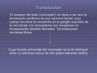 Transducción El receptor del dolor (nociceptor) no viene a ser sino la terminación periférica de una neurona bipolar cuyo cuerpo neuronal se encuentra en el ganglio raquídeo de la raíz dorsal, los nociceptores son receptores no encapsulados también llamados: Terminaciones nerviosas libres. Cuya función primordial del nociceptor es la de distinguir entre un estímulo inocuo de otro potencialmente dañino. 