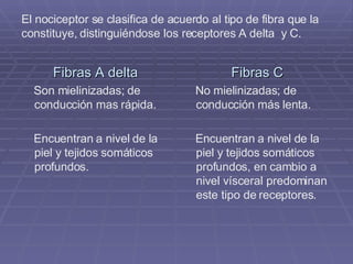 El nociceptor se clasifica de acuerdo al tipo de fibra que la  constituye, distinguiéndose los receptores A delta  y C.  Fibras A delta Son mielinizadas; de conducción mas rápida. Encuentran a nivel de la piel y tejidos somáticos profundos. Fibras C No mielinizadas; de conducción más lenta. Encuentran a nivel de la piel y tejidos somáticos profundos, en cambio a nivel vísceral predominan este tipo de receptores. 