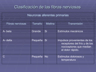 Clasificación de las fibras nerviosas   Estímulos dolorosos y temperatura No Pequeña C Impulsos provenientes de los receptores del frío y de los nociceptores que median el dolor rápido. Si Pequeña A- delta Estímulos mecánicos Si Grande A- beta Transmisión Mielina Tamaño Fibras nerviosas Neuronas aferentes primarias 