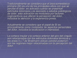 Tradicionalmente se considera que el área somestésica primaria (SI) es uno de los principales sitios con que se percibe el dolor, es activada cuando se presentan estímulos dolorosos y es asociada a estados patológicos de dolor, esta activación es modulada por factores cognoscitivos que alteran la percepción del dolor, incluidos la atención y la experiencia previa.  Actualmente se considera que el papel de SI es principalmente como modulador de aspectos sensoriales del dolor, incluidos la localización e intensidad.  La corteza insular y la corteza anterior del giro del cíngulo son relacionadas con los estímulos dolorosos térmicos y las áreas 5 y 7 de Brodmann (lóbulo parietal posterior) son las regiones mejor relacionadas con la percepción del dolor. 