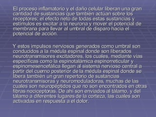 El proceso inflamatorio y el daño celular liberan una gran cantidad de sustancias que también actúan sobre los receptores; el efecto neto de todas estas sustancias y estímulos es excitar a la neurona y mover el potencial de membrana para llevar al umbral de disparo hacia el potencial de acción.  Y estos impulsos nerviosos generados como umbral son conducidos a la médula espinal donde son liberados neurotransmisores excitadores, los cuales, mediante vías específicas como la espinotalámica espinorreticular y espinomesencefálica llegan al sistema nervioso central a partir del cuerno posterior de la médula espinal donde se libera también un gran repertorio de sustancias neurotransmisoras y neuromoduladoras, muchas de las cuales son neuropéptidos que no son encontrados en otras fibras nociceptoras. De ahí son enviados al tálamo, y del tálamo a diferentes lugares de la corteza, las cuales son activadas en respuesta a el dolor.  