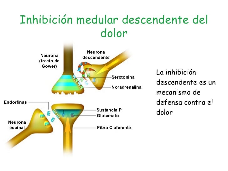 Resultado de imagen para sistema de supresion del dolor