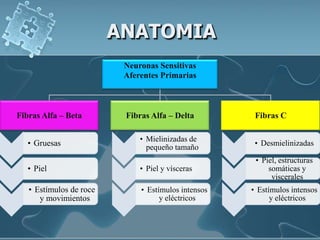 ANATOMIA
                          Neuronas Sensitivas
                          Aferentes Primarias



Fibras Alfa – Beta        Fibras Alfa – Delta         Fibras C

                              • Mielinizadas de
   • Gruesas                    pequeño tamaño
                                                      • Desmielinizadas

                                                      • Piel, estructuras
   • Piel                     • Piel y vísceras           somáticas y
                                                           viscerales
   • Estímulos de roce        • Estímulos intensos   • Estímulos intensos
      y movimientos                 y eléctricos           y eléctricos
 