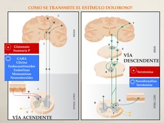 VÍA ACENDENTE
VÍA
DESCENDENTE
COMO SE TRANSMITE EL ESTÍMULO DOLOROSO?
Glutamato
Sustancia P
+
GABA
Glicina
Endocanabinoides
Endorfinas
Monoaminas
Neurosteroides
Serotonina+
Noradrenalina
Serotonina
 