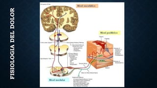 FISIOLOGIADELDOLOR
 