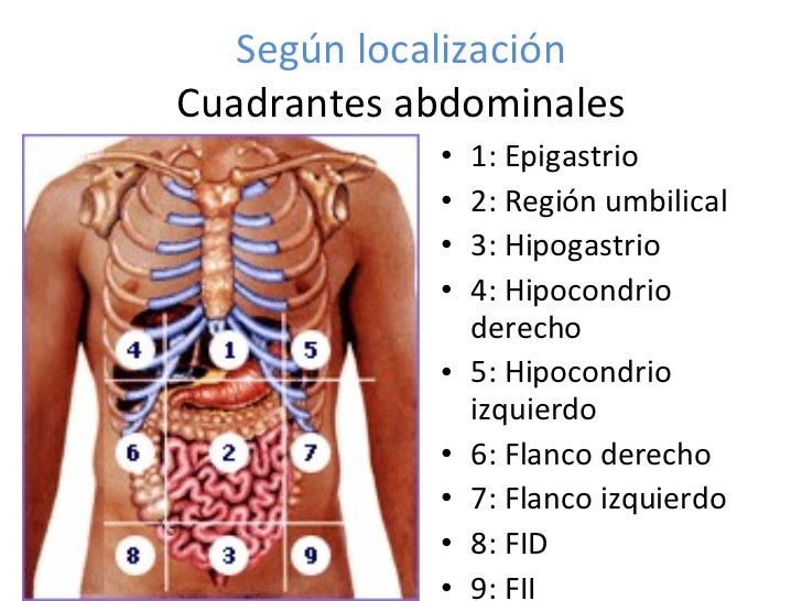 Resultado de imagen para región abdominal