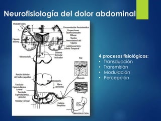 Neurofisiología del dolor abdominal 
4 procesos fisiológicos: 
• Transducción 
• Transmisión 
• Modulación 
• Percepción 
 