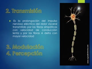  Es la prolongación del impulso 
nervioso eléctrico del dolor visceral 
transmitido por las fibras simpáticas 
con velocidad de conducción 
lenta y por las fibras A delta con 
mayor velocidad 
 