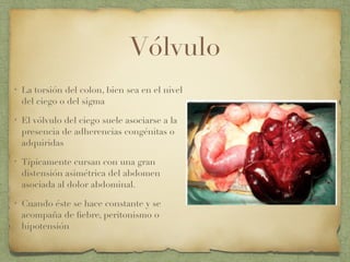 Vólvulo
• La torsión del colon, bien sea en el nivel
del ciego o del sigma
• El vólvulo del ciego suele asociarse a la
presencia de adherencias congénitas o
adquiridas
• Típicamente cursan con una gran
distensión asimétrica del abdomen
asociada al dolor abdominal.
• Cuando éste se hace constante y se
acompaña de ﬁebre, peritonismo o
hipotensión
 