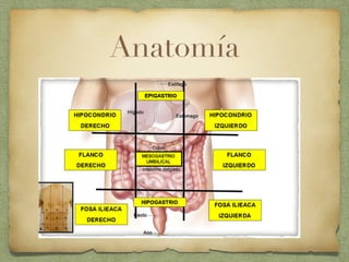 Anatomía
 