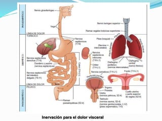 Inervación para el dolor visceral
 