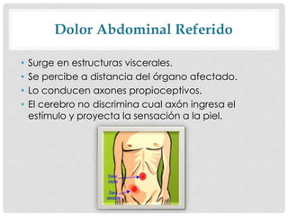Dolor Abdominal Referido
• Surge en estructuras viscerales.
• Se percibe a distancia del órgano afectado.
• Lo conducen axones propioceptivos.
• El cerebro no discrimina cual axón ingresa el
estímulo y proyecta la sensación a la piel.
 