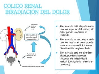 54
Aumento de la
tensión de las
paredes
Liberación de
prostaglandi
nas renales
Vasodilatac
ión de la
arteria
renal
Espasmo del músculo liso del uréter
 Si el cálculo está alojado en la
porción superior del uréter, el
dolor puede irradiarse al
testículo.
 Si el cálculo se encuentra en la
porción media, el dolor puede
simular una apendicitis o una
diverticulitis, según el lado.
 Si el cálculo está en el uréter
distal, pueden aparecer
síntomas de irritabilidad
vesical (polaquiuria, disuria y
tenesmo)
COLICO RENAL
IRRADIACION DEL DOLOR
 