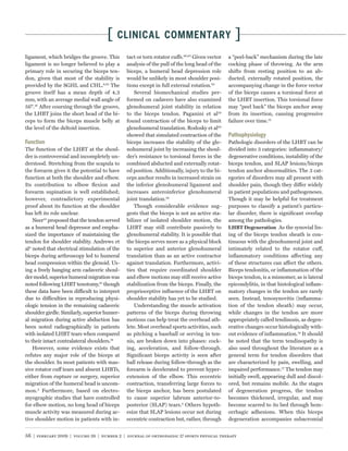 [   CLINICAL COMMENTARY                                     ]
ligament, which bridges the groove. This       tact or torn rotator cuffs.46,83 Given vector   a “peel-back” mechanism during the late
ligament is no longer believed to play a       analysis of the pull of the long head of the    cocking phase of throwing. As the arm
primary role in securing the biceps ten-       biceps, a humeral head depression role          shifts from resting position to an ab-
don, given that most of the stability is       would be unlikely in most shoulder posi-        ducted, externally rotated position, the
provided by the SGHL and CHL.6,65 The          tions except in full external rotation.65       accompanying change in the force vector
groove itself has a mean depth of 4.3              Several biomechanical studies per-          of the biceps causes a torsional force at
mm, with an average medial wall angle of       formed on cadavers have also examined           the LHBT insertion. This torsional force
56°.16 After coursing through the groove,      glenohumeral joint stability in relation        may “peel back” the biceps anchor away
the LHBT joins the short head of the bi-       to the biceps tendon. Paganini et al59          from its insertion, causing progressive
ceps to form the biceps muscle belly at        found contraction of the biceps to limit        failure over time.12
the level of the deltoid insertion.            glenohumeral translation. Rodosky et al63
                                               showed that simulated contraction of the
                                               biceps increases the stability of the gle-      Pathologic disorders of the LHBT can be
The function of the LHBT at the shoul-         nohumeral joint by increasing the shoul-        divided into 3 categories: inﬂammatory/
der is controversial and incompletely un-      der’s resistance to torsional forces in the     degenerative conditions, instability of the
derstood. Stretching from the scapula to       combined abducted and externally rotat-         biceps tendon, and SLAP lesions/biceps
the forearm gives it the potential to have     ed position. Additionally, injury to the bi-    tendon anchor abnormalities. The 3 cat-
function at both the shoulder and elbow.       ceps anchor results in increased strain on      egories of disorders may all present with
Its contribution to elbow ﬂexion and           the inferior glenohumeral ligament and          shoulder pain, though they differ widely
forearm supination is well established;        increases anteroinferior glenohumeral           in patient populations and pathogeneses.
however, contradictory experimental            joint translation.58                            Though it may be helpful for treatment
proof about its function at the shoulder           Though considerable evidence sug-           purposes to classify a patient’s particu-
has left its role unclear.                     gests that the biceps is not an active sta-     lar disorder, there is signiﬁcant overlap
    Neer53 proposed that the tendon served     bilizer of isolated shoulder motion, the        among the pathologies.
as a humeral head depressor and empha-         LHBT may still contribute passively to          LHBT Degeneration As the synovial lin-
sized the importance of maintaining the        glenohumeral stability. It is possible that     ing of the biceps tendon sheath is con-
tendon for shoulder stability. Andrews et      the biceps serves more as a physical block      tinuous with the glenohumeral joint and
al4 noted that electrical stimulation of the   to superior and anterior glenohumeral           intimately related to the rotator cuff,
biceps during arthroscopy led to humeral       translation than as an active contractor        inﬂammatory conditions affecting any
head compression within the glenoid. Us-       against translation. Furthermore, activi-       of these structures can affect the others.
ing a freely hanging arm cadaveric shoul-      ties that require coordinated shoulder          Biceps tendonitis, or inﬂammation of the
der model, superior humeral migration was      and elbow motions may still receive active      biceps tendon, is a misnomer, as is lateral
noted following LHBT tenotomy,45 though        stabilization from the biceps. Finally, the     epicondylitis, in that histological inﬂam-
these data have been difficult to interpret    proprioceptive inﬂuence of the LHBT on          matory changes in the tendon are rarely
due to difficulties in reproducing physi-      shoulder stability has yet to be studied.       seen. Instead, tenosynovitis (inﬂamma-
ologic tension in the remaining cadaveric          Understanding the muscle activation         tion of the tendon sheath) may occur,
shoulder girdle. Similarly, superior humer-    patterns of the biceps during throwing          while changes in the tendon are more
al migration during active abduction has       motions can help treat the overhead ath-        appropriately called tendinosis, as degen-
been noted radiographically in patients        lete. Most overhead sports activities, such     erative changes occur histologically with-
with isolated LHBT tears when compared         as pitching a baseball or serving in ten-       out evidence of inﬂammation.14 It should
to their intact contralateral shoulders.78     nis, are broken down into phases: cock-         be noted that the term tendinopathy is
    However, some evidence exists that         ing, acceleration, and follow-through.          also used throughout the literature as a
refutes any major role of the biceps at        Signiﬁcant biceps activity is seen after        general term for tendon disorders that
the shoulder. In most patients with mas-       ball release during follow-through as the       are characterized by pain, swelling, and
sive rotator cuff tears and absent LHBTs,      forearm is decelerated to prevent hyper-        impaired performance.77 The tendon may
either from rupture or surgery, superior       extension of the elbow. This eccentric          initially swell, appearing dull and discol-
migration of the humeral head is uncom-        contraction, transferring large forces to       ored, but remains mobile. As the stages
mon.3 Furthermore, based on electro-           the biceps anchor, has been postulated          of degeneration progress, the tendon
myographic studies that have controlled        to cause superior labrum anterior-to-           becomes thickened, irregular, and may
for elbow motion, no long head of biceps       posterior (SLAP) tears.4 Others hypoth-         become scarred to its bed through hem-
muscle activity was measured during ac-        esize that SLAP lesions occur not during        orrhagic adhesions. When this biceps
tive shoulder motion in patients with in-      eccentric contraction but, rather, through      degeneration accompanies subacromial


56 | february 2009 | volume 39 | number 2 | journal of orthopaedic & sports physical therapy
 
