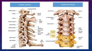 Evidencias y Recomendaciones Catálogo Maestro de Guías de Práctica Clínica: IMSS-629-13
 