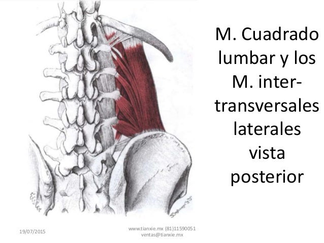 Musculo cuadrado lumbar