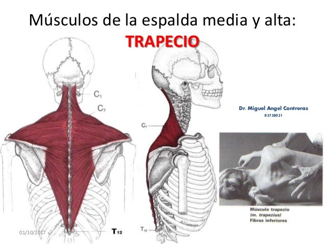 Dolor Espalda Alta Para Tratarse Con Acupuntura