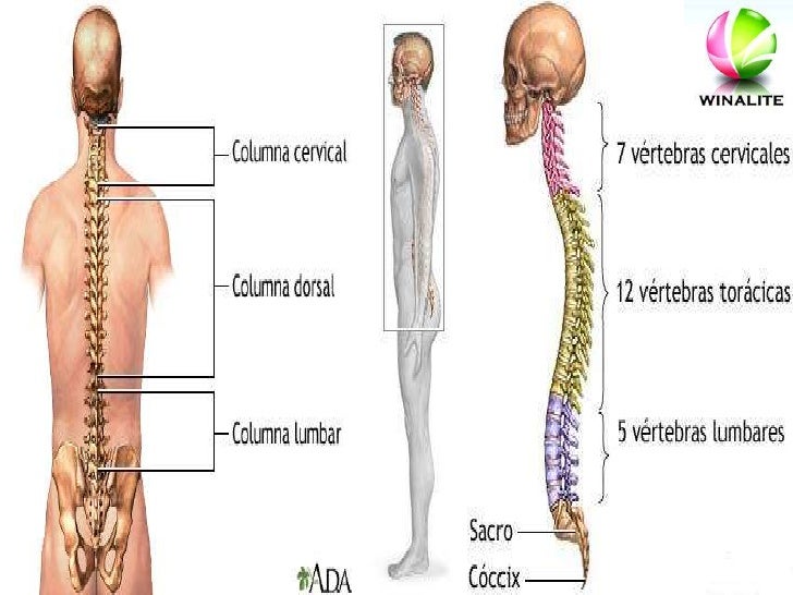 Duele la cabeza en el lugar donde el cuello pasa en la cabeza