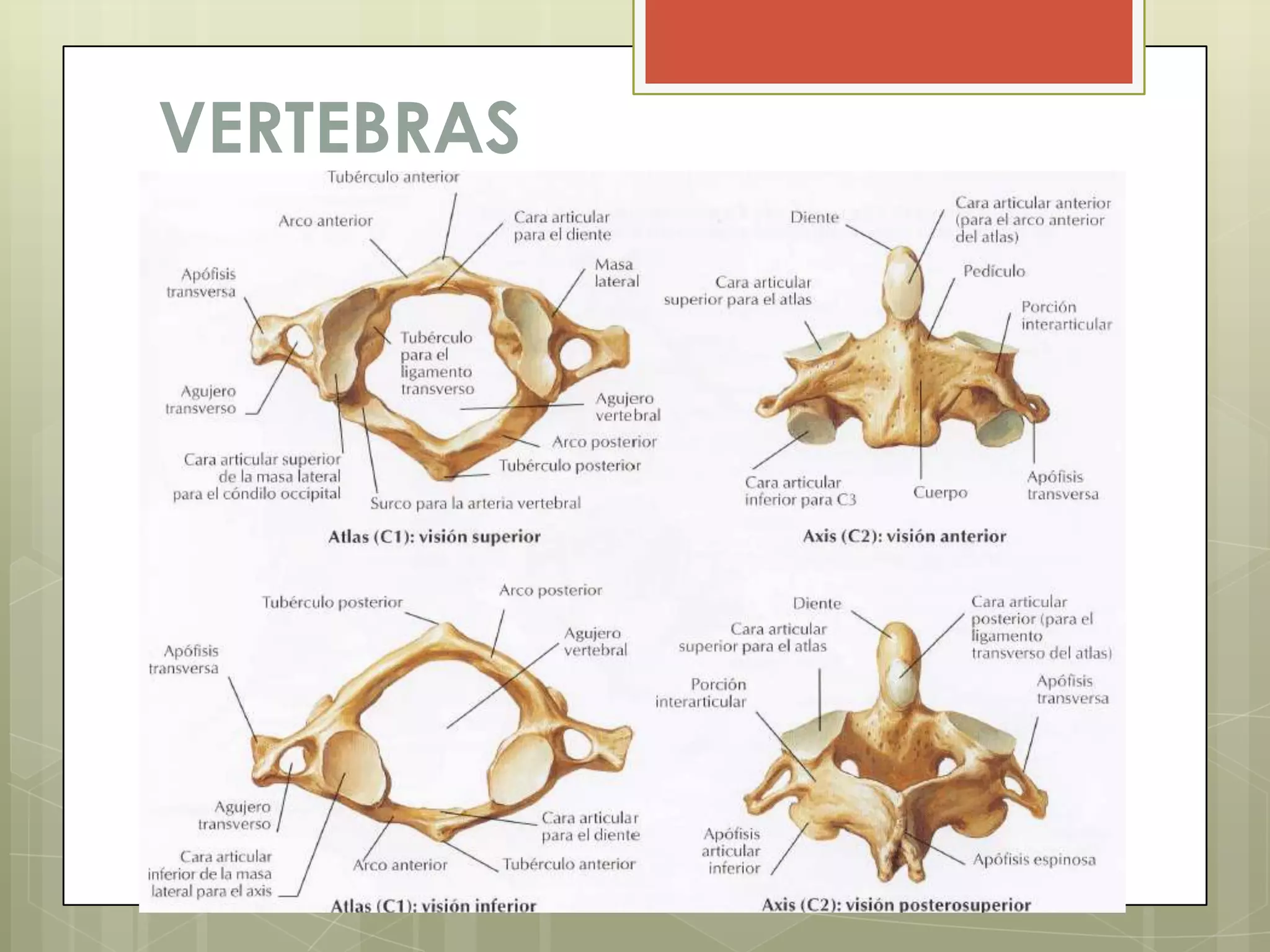 VERTEBRAS
 