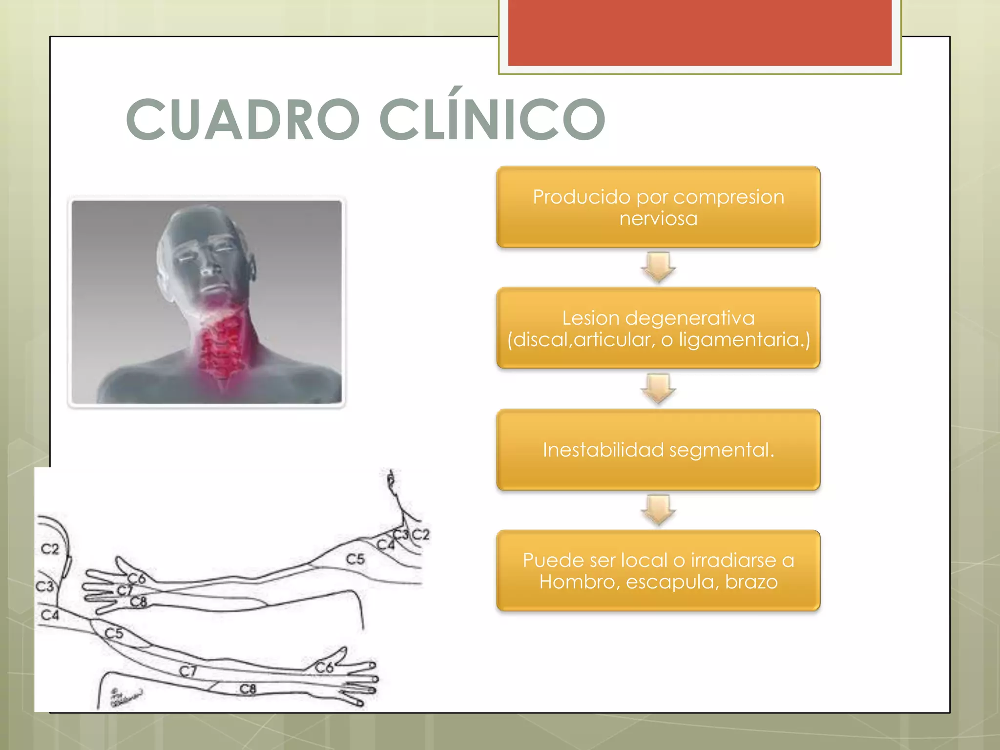 CUADRO CLÍNICO
              Producido por compresion
                      nerviosa




                 Lesion degenerativa
           (discal,articular, o ligamentaria.)




               Inestabilidad segmental.




            Puede ser local o irradiarse a
             Hombro, escapula, brazo
 