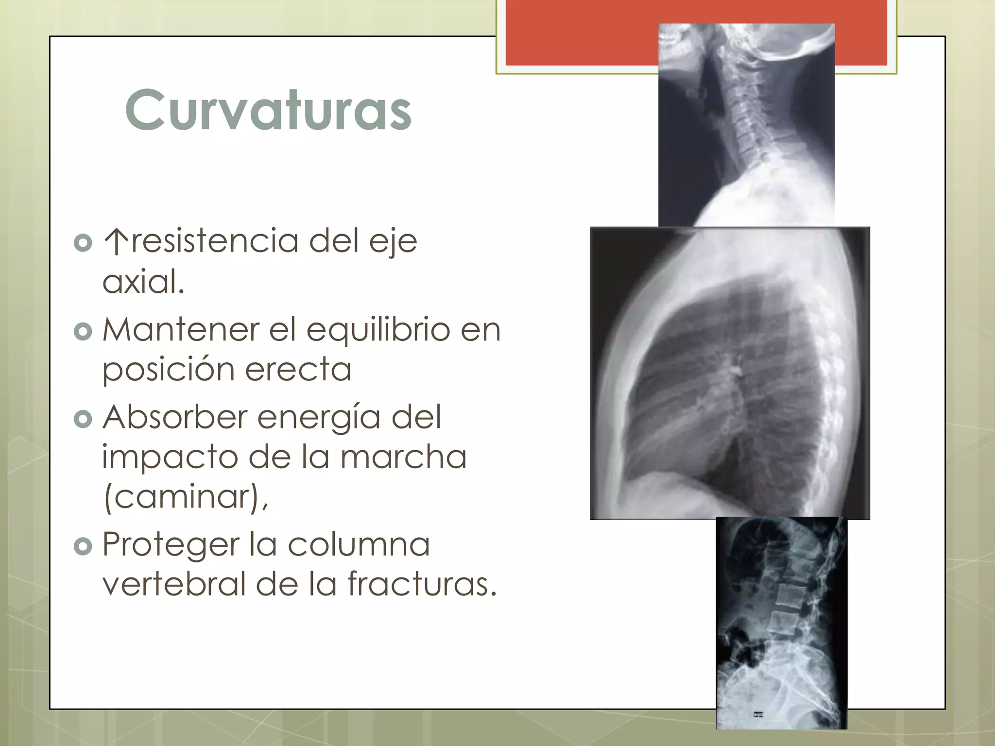 Curvaturas

 ↑resistencia   del eje
  axial.
 Mantener el equilibrio en
  posición erecta
 Absorber energía del
  impacto de la marcha
  (caminar),
 Proteger la columna
  vertebral de la fracturas.
 