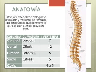 ANATOMÍA
Estructura osteo-fibro-cartilaginosa
articulada y resistente, en forma de
tallo longitudinal, que constituye la
 ...